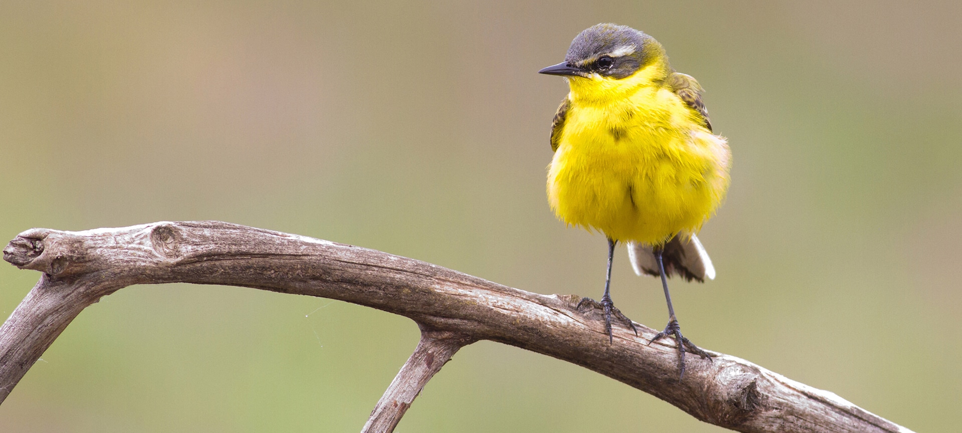 Blue headed wagtail, motacilla flava - with Cornwall being the most southerly point in the UK, the county sees many unusual visitors