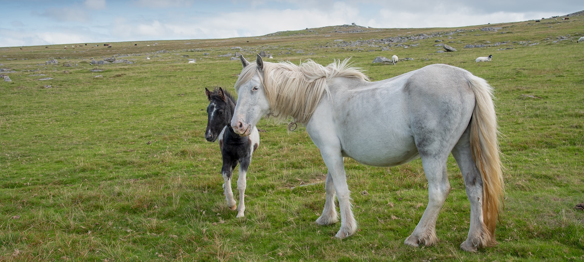 The wild horses and ponies that roam Bodmin Moor are a captivating sight along with the many Bronze Age features, hut circles and countless standing stones which are clearly visible on any walk across the moor.