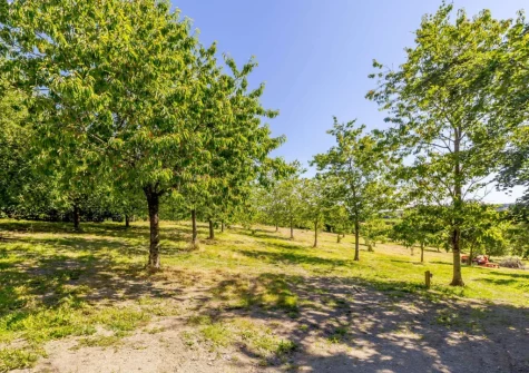 The garden opens on to a beautiful mature orchard, offering the perfect space for your four-legged friend to be exercised