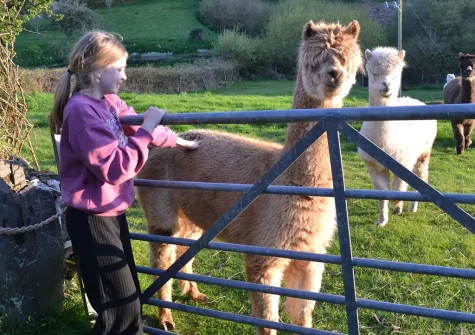 Guests are also able to explore the farm, where you'll find the resident sheep & alpacas