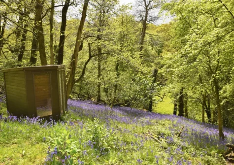 Woodland walks are on your doorstep when you stay at Beechleigh Cottage, Menheniot