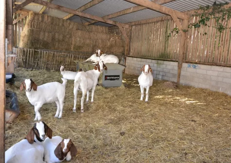 Birds Nest is situated on a working farm with the opportunity of helping the owners feed the animals