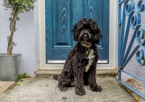 Bring your four-legged friend with when you stay at Captains Cottage, Brixham