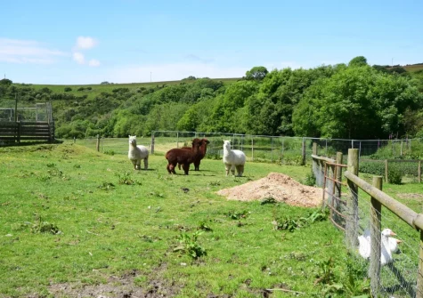 Meet the farm animals, many of which are rescue animals - a unique chance to let children enjoy nature in a farm setting