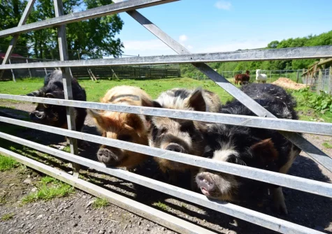 Meet the farm animals, many of which are rescue animals - a unique chance to let children enjoy nature in a farm setting