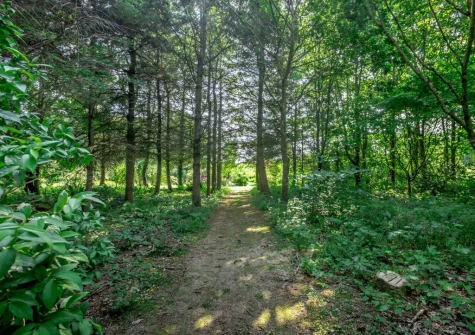 The woodland garden in owner's grounds which guests staying at Cherry View are free to explore