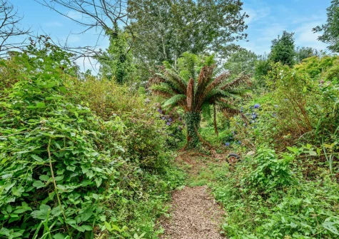 The garden with ancient tree ferns & tropical plants at Chyventon, Penryn