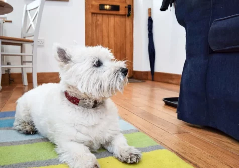 Your four legged friend will enjoy staying at Cockle Cottage