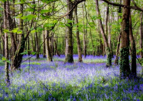 Curnows is an ideal base for exploring Tehidy Woods and everything Cornwall has to offer