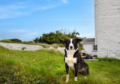 Billy the farm dog is part of the welcome committee when you stay at Foxgloves, Higher Trenower Farm, Newtown-in-St-Martin