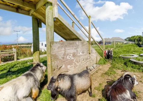 There are plenty of animals on the farm, which guests may like to meet - including sheep, pigs, goats, guinea pigs, tortoises & terrapins