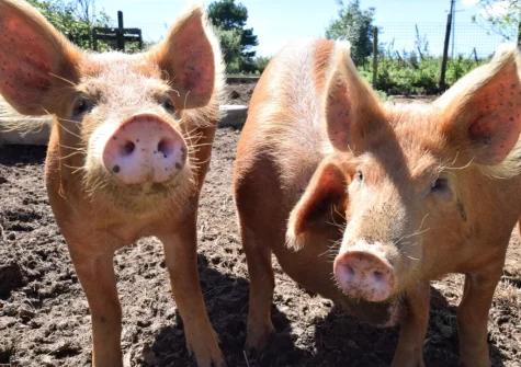 There are plenty of animals on the farm, which guests may like to meet - including sheep, pigs, goats, guinea pigs, tortoises & terrapins