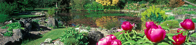 Cornwall's mild, damp climate has made the county prime for growing all sorts of exotic ferns, palms and exotic shrubs. In fact one of the largest gardens is the only place in England where tea bushes are grown!