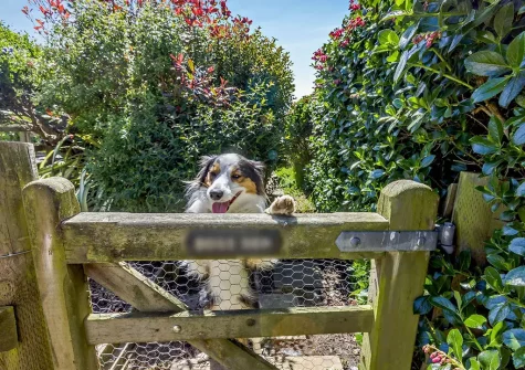 Your dogs are welcome to join when you stay at Highfield Barn, Hartland