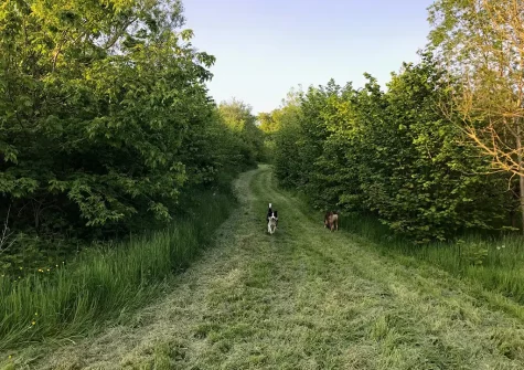 You and your four-legged friend will enjoy exploring the nearby woodland when you stay at Hill Farm Fox Barn, Shebbear