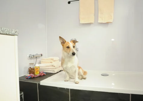 The utility room, with washing facilities for muddy paws or boots, at Holder's Barn, Monkokehampton