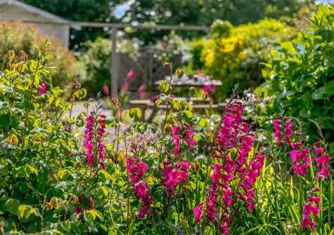The beautifully manicured front garden at Hollow Tree Cottage, Cambrose