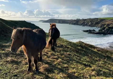 Kennack Heights is an ideal base for exploring the coastal path & everything Cornwall has to offer