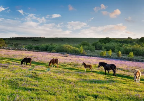 Little Broadhams is an ideal base for exploring Exmoor and  everything Devon has to offer