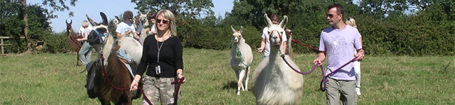 Looking for something different to do in East Devon? Why not go llama trekking? These intelligent but gentle animals love being accompanied on a walk.