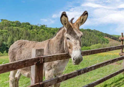 Guests are welcome to meet the resident donkeys