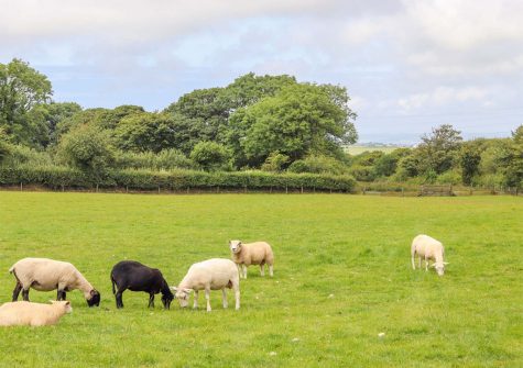 The view of the meadows from Meadowview Cottage, Trelash