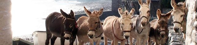 Once an essential part of Clovelly life, donkeys hauled goods up the steep cobbled streets. Today they are occasionally used to carry luggage for visitors.