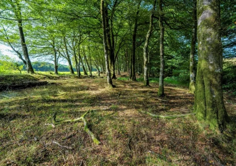 Explore seven acres of woodland that surrounds the lodge
