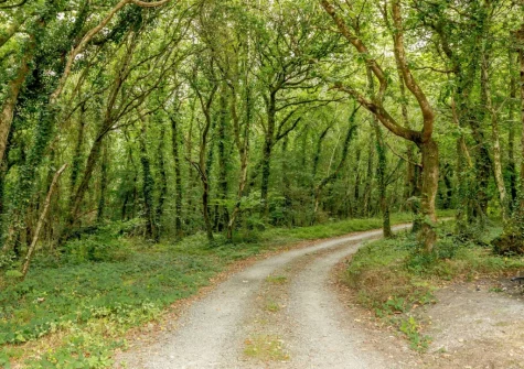 Take a stroll around the surrounding woodlands