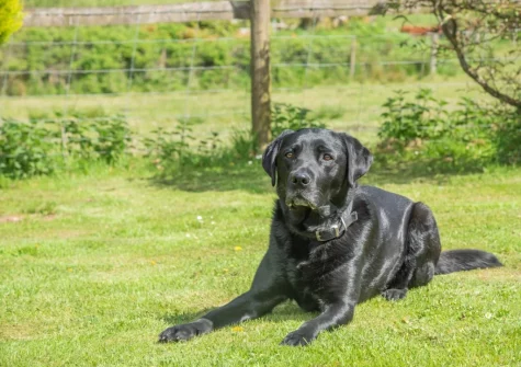 Your four legged friend will enjoy their stay at Old Dairy Barn, Challacombe