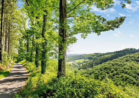 Adventure enthusiasts will love the abundance of woodland trails right on the doorstep