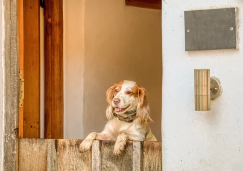 Your four-legged friend will love their stay at Otter's Holt, Lower Washfield