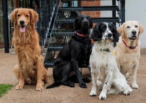 Your four-legged friends will love their stay at Owls Nest at Hilltown Farm, Mariansleigh