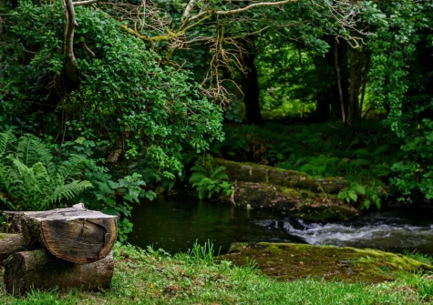 Explore 7.5 acres of on-site woodlands and freshwater swimming spots