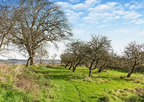 Wellies or walking shoes are advisable if you're wanting to walk around the orchard