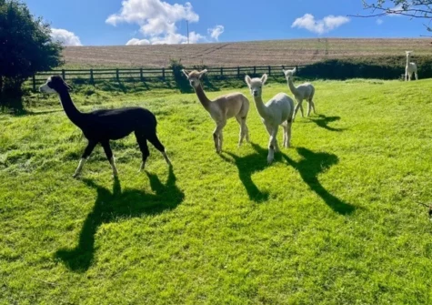 Visit the resident alpacas anytime or book an exclusive alpaca walk; also bookable are pottery experiences in the studio