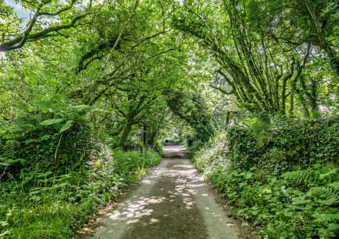 Enjoy the country and moorland walks directly from your door when you stay at Primrose Cottage, Camelford