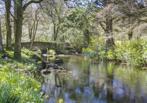 The vast expanse of woodland & river at Puggiestone House, Chagford