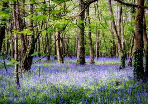 Red River Cabin is an ideal base for exploring Tehidy Woods and everything Cornwall has to offer