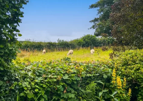 Enjoy countryside views when you stay at Rose Week Cottage, Langtree