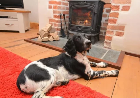 A warm welcome awaits your four legged friend when you stay at Scorsham Farm, Stratton