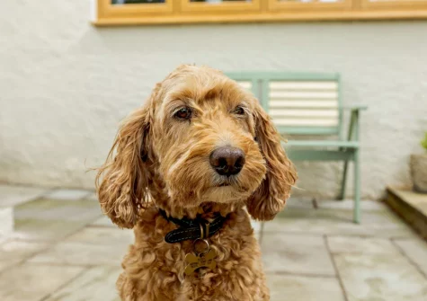 Your furry four-pawed friend will love staying at Seaview, Beer