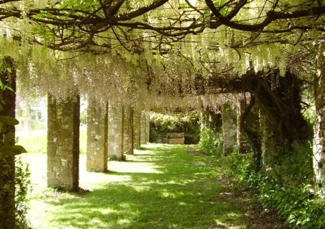 The pergola walk at Sheafhayne Manor, Yarcombe