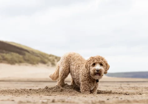 Swallows Nest is nestled in the North Devon countryside with easy access to an array of nearby golden sand beaches
