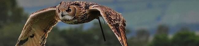 The Yarak Birds of Prey Centre is ranked the #1 attraction in Devon by Trip Advisor. With 52 beautiful birds to admire, it's no wonder it is popular.