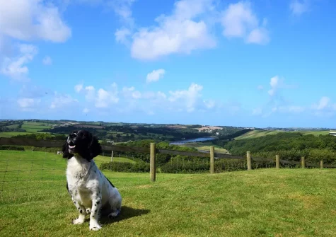 Your four-legged friends are more than welcome to join when you stay at The Cabin, Bideford