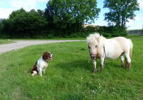 The locals are friendly if your four legged friend is well behaved