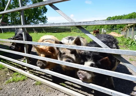 The Granary is situated on a 20 acre working farm with a variety of animals to meet