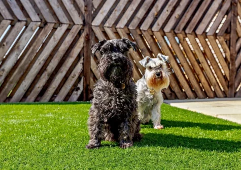 Your dogs will enjoy their stay at The Hive Retreat, Tytherleigh