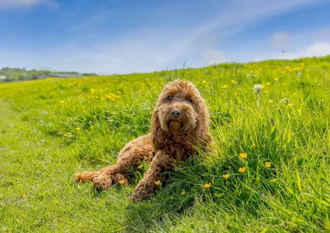 The outdoor space at The Old Granary is private & fenced in, perfect if your four legged friend is joining
